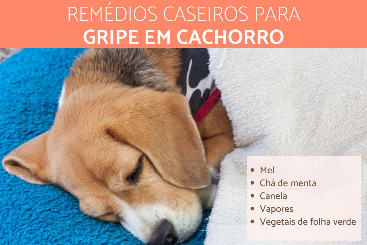 Remédios caseiros para resfriado de cachorro