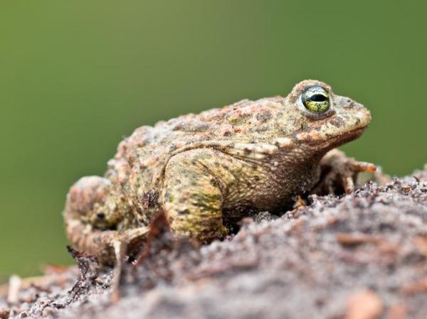 Tipos de sapo: nomes e características - Sapo-corredor (Epidalea calamita)