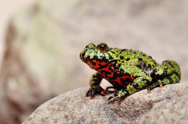 Tipos de sapo: nomes e características - Sapo-de-barriga-de-fogo-oriental (Bombina orientalis)