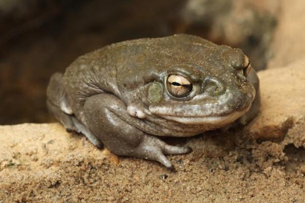 Tipos de sapo: nomes e características - Sapo-do-rio-colorado (Incilius alvarius)