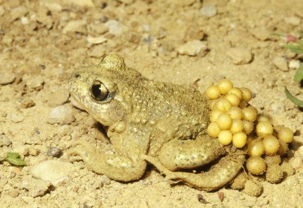 Tipos de sapo: nomes e características - Sapo-parteiro-comum (Alytes maurus ou Alytes obstetricans)