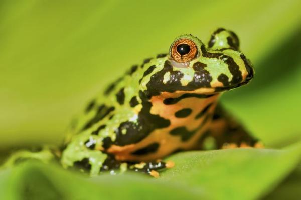 Tipos de sapo: nomes e características