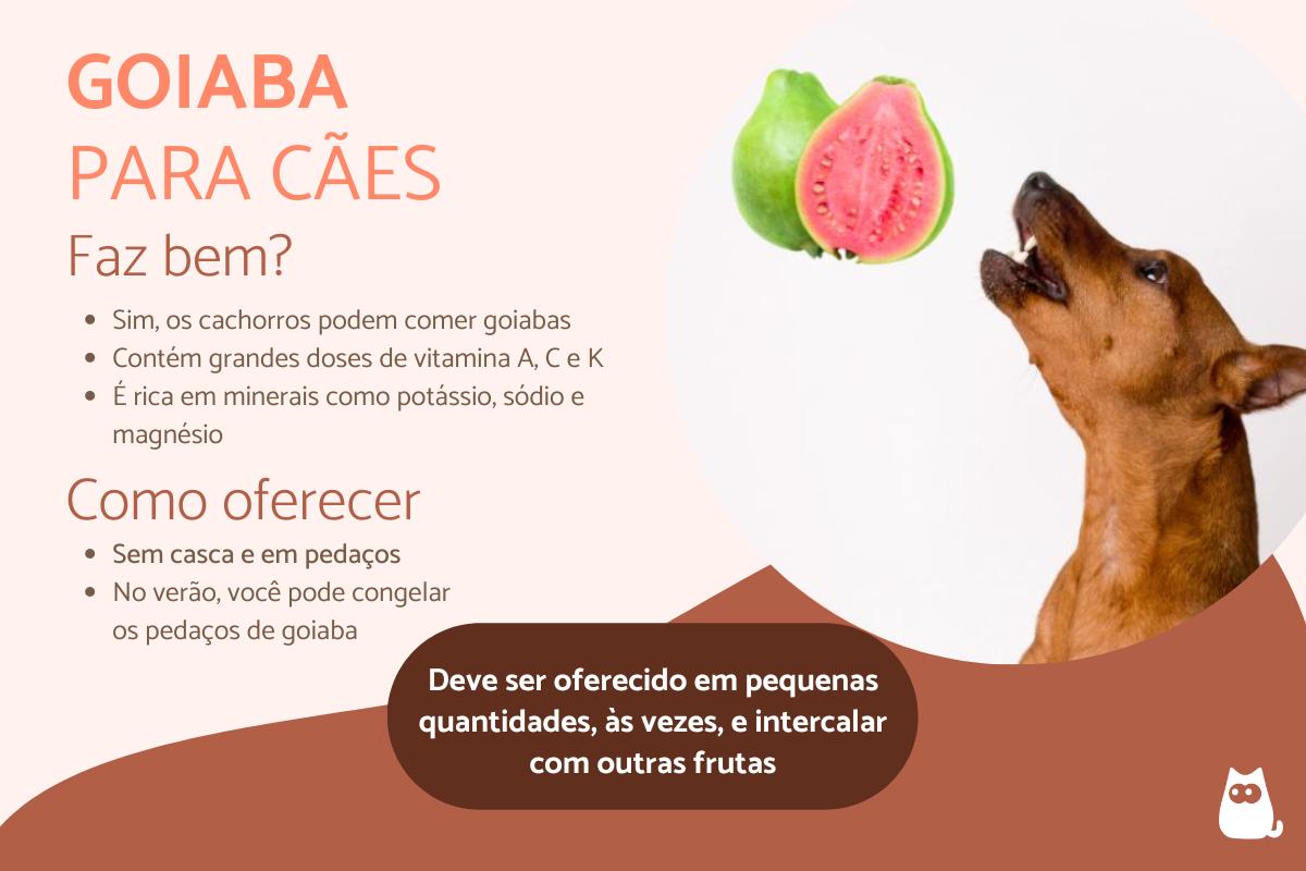 Cachorro pode comer goiaba?