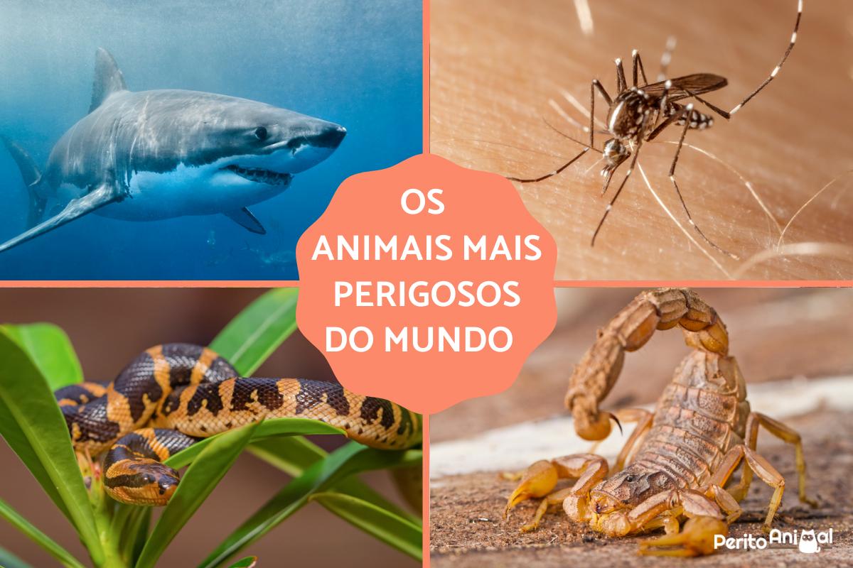 Os animais mais perigosos do mundo
