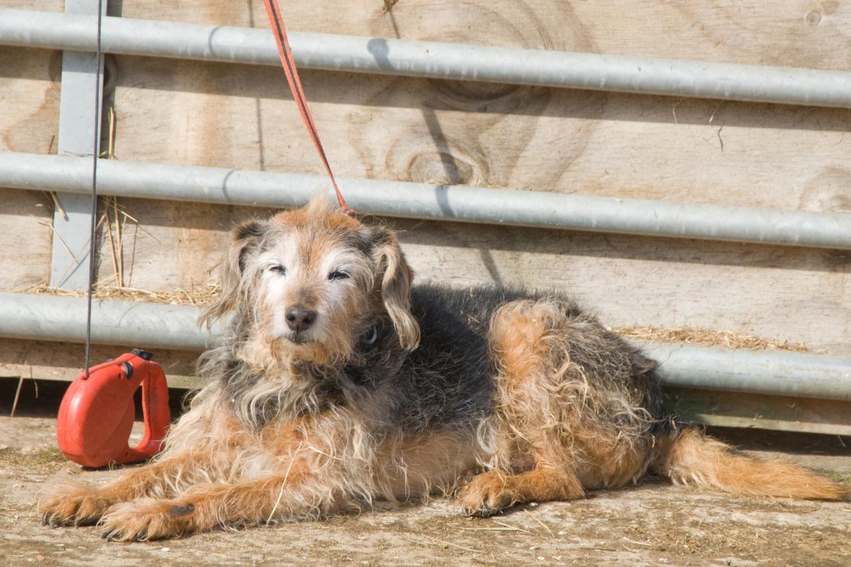 Quais os problemas de saúde mais comuns em cães idosos?