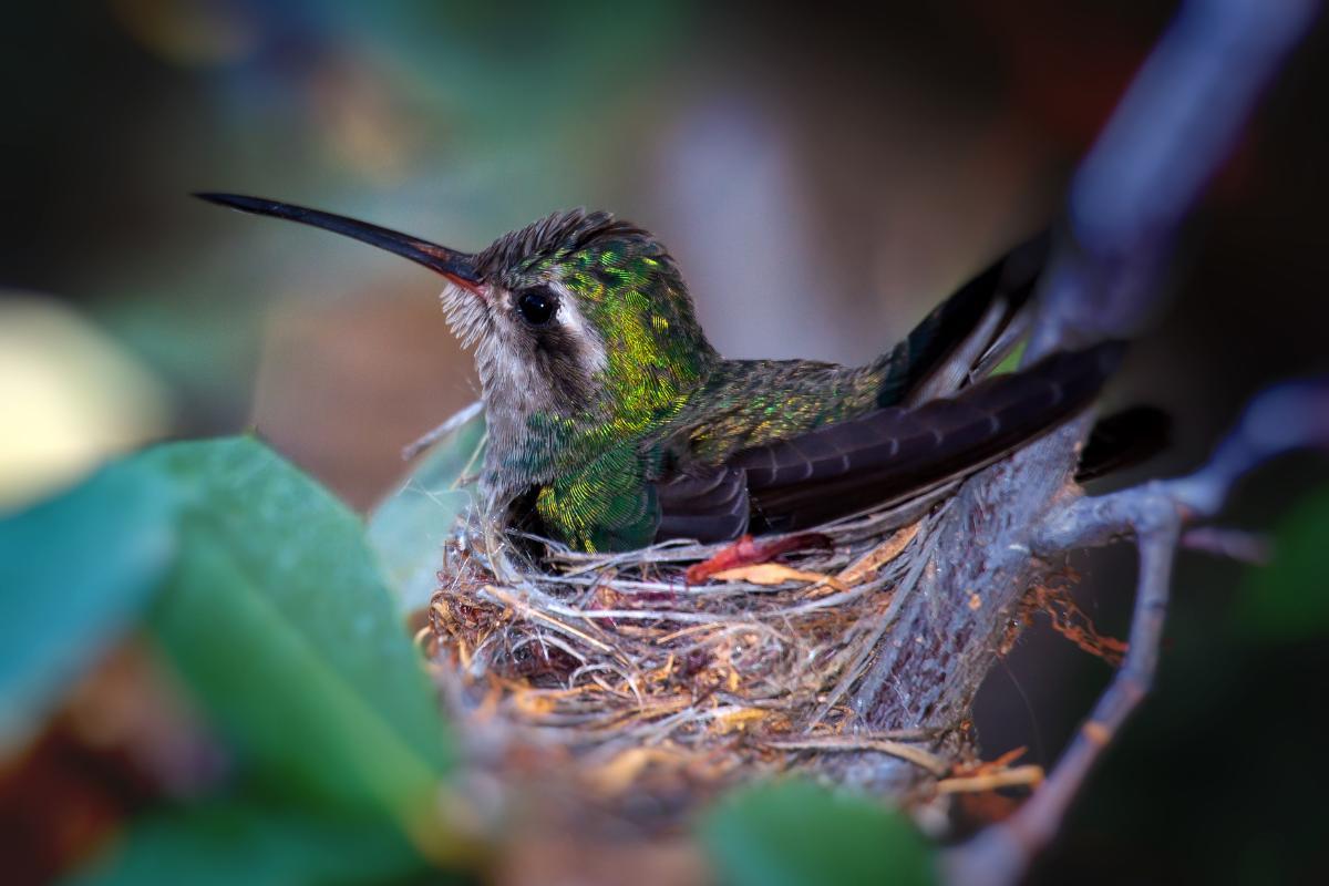 Ninho de beija-flor: como é, tamanho e fotos