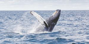 Os 10 maiores animais do mundo