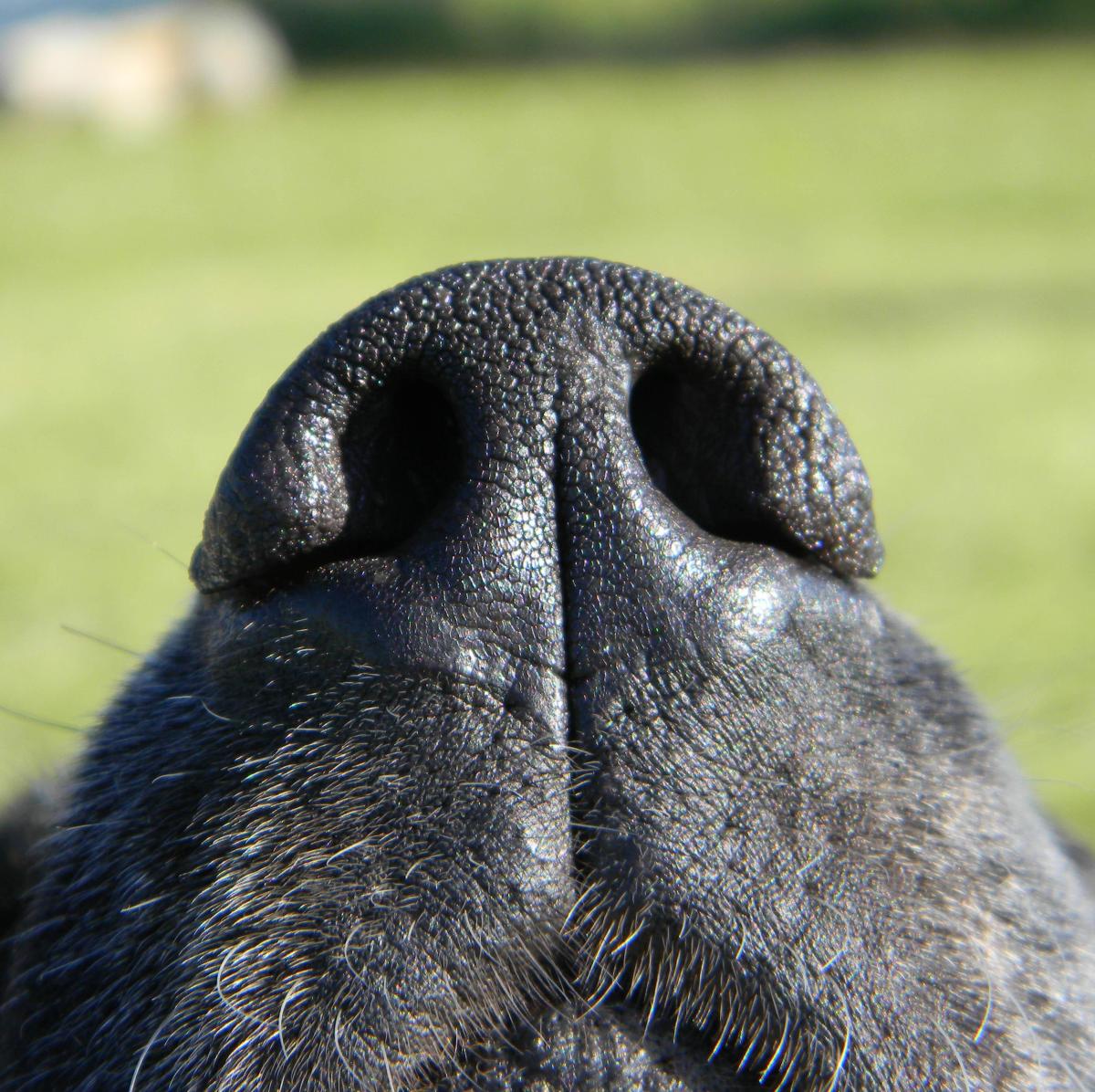 Por que o meu cachorro tem o nariz seco?