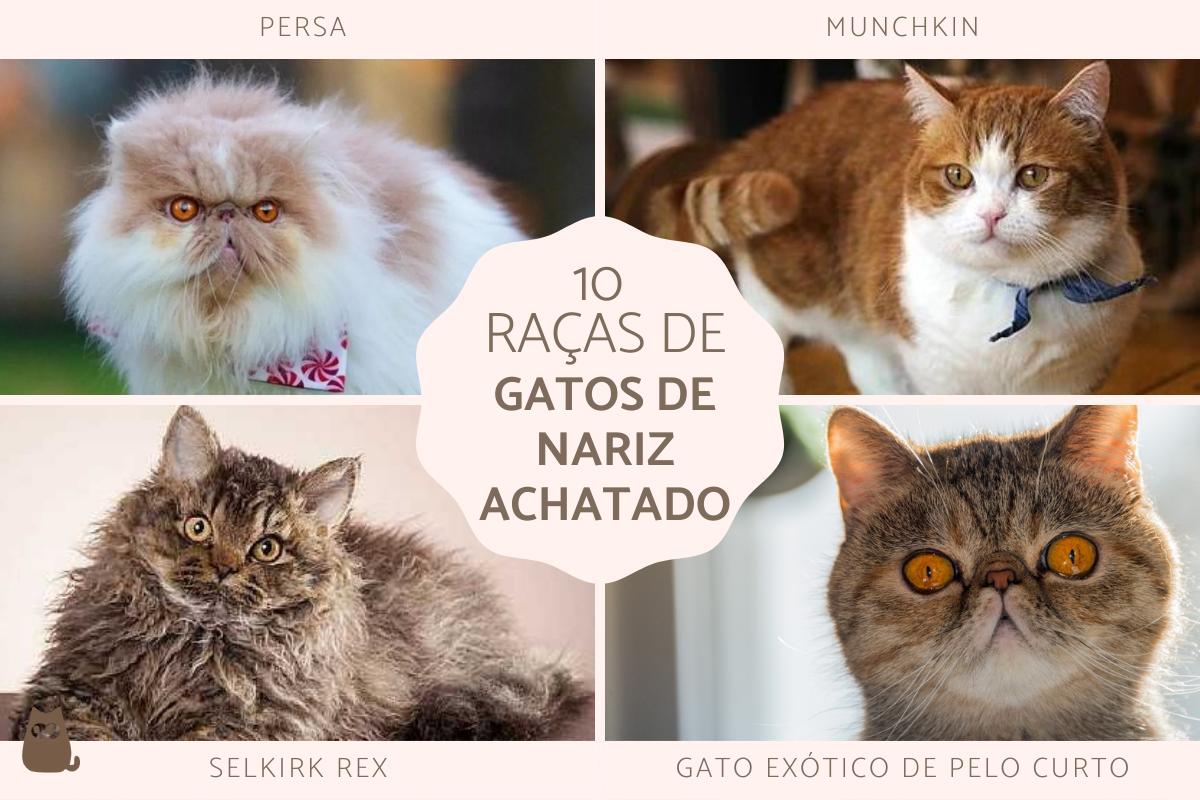 Raças de gatos de nariz achatado - Gatos braquicefálicos