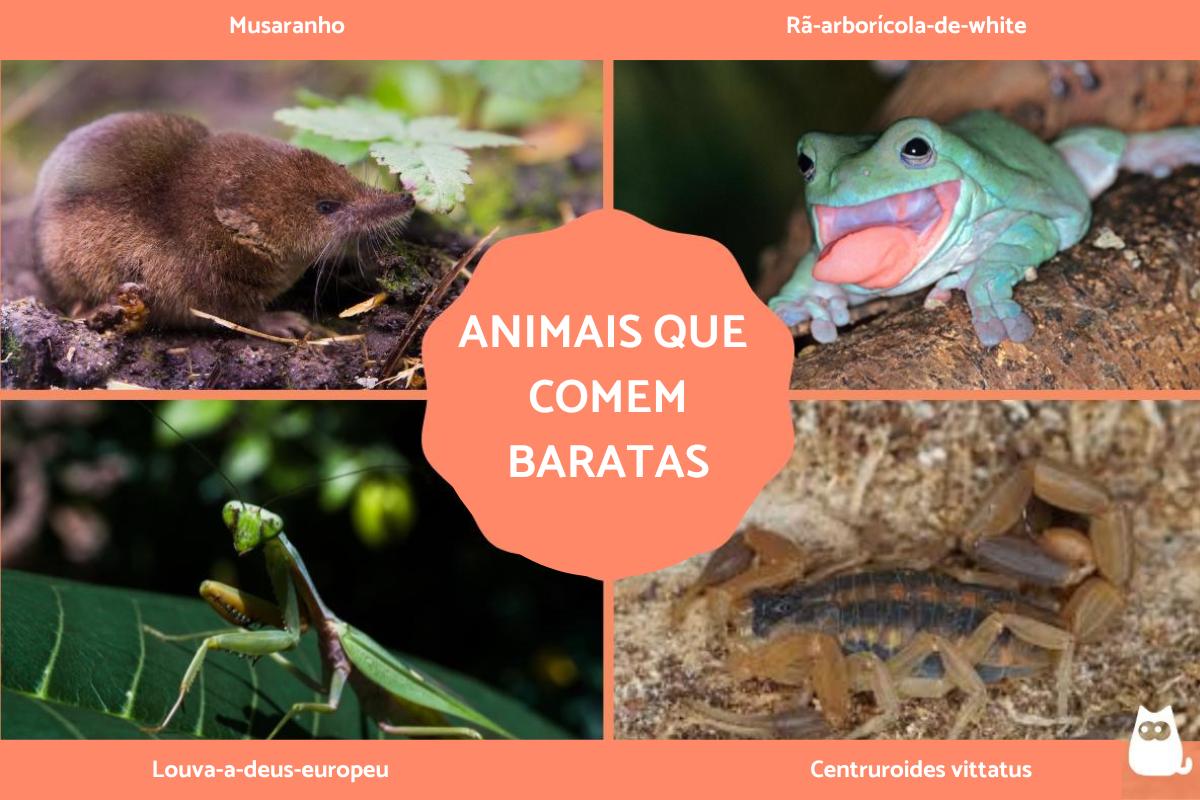 Animais que comem baratas