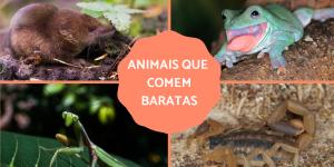 Animais que comem baratas