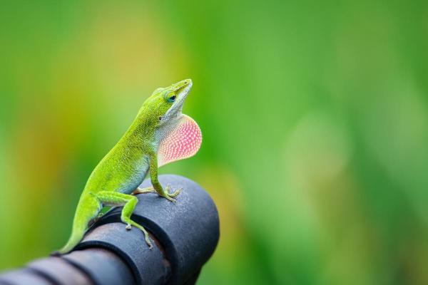 Animais que comem baratas - Anolis-verde (Anolis carolinensis)