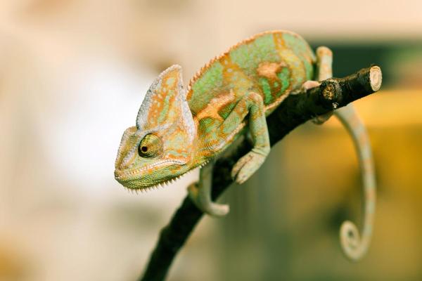 Animais que comem baratas - Camaleão do Iêmen (Chamaeleo calyptratus)