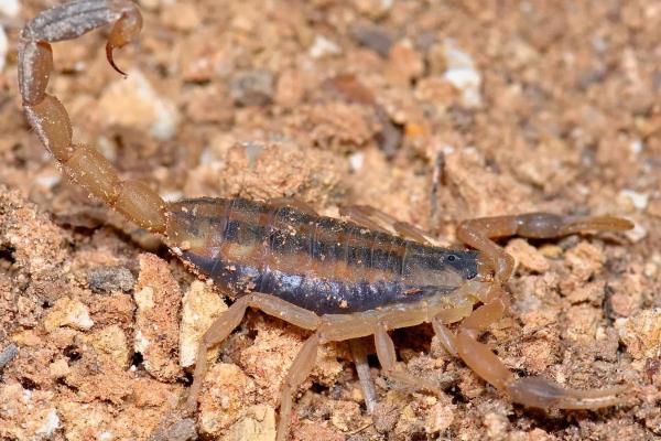 Animais que comem baratas - Centruroides vittatus