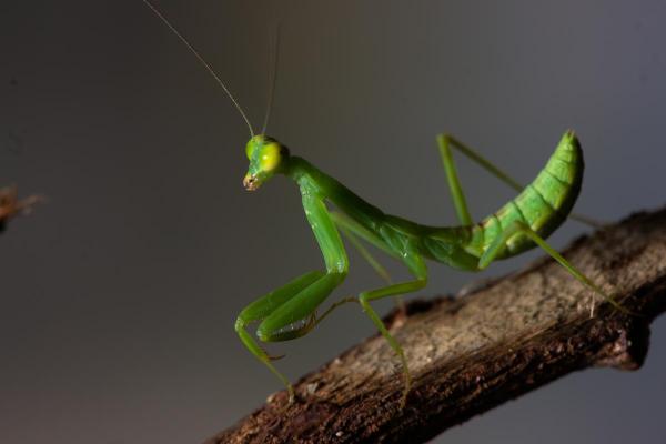 Animais que comem baratas - Louva-a-deus-europeu (Mantis religiosa)