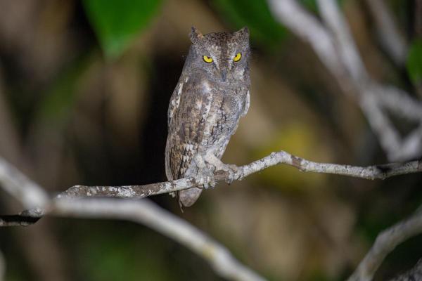 Animais que comem baratas - Mocho-d’orelhas (Otus scops)