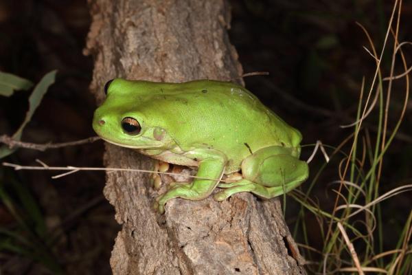 Animais que comem baratas - Ouriço-terrestre (Erinaceus europaeus)