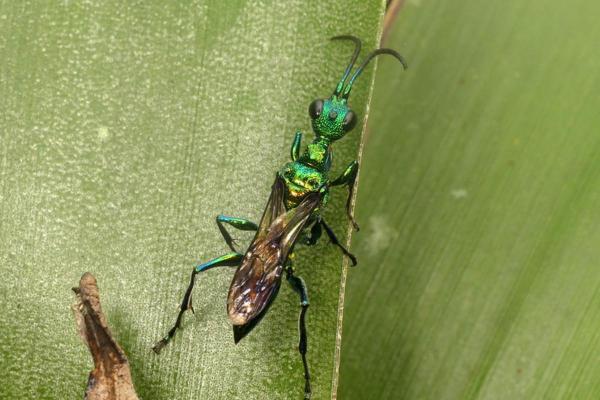 Animais que comem baratas - Vespa-joia (Ampulex compressa)