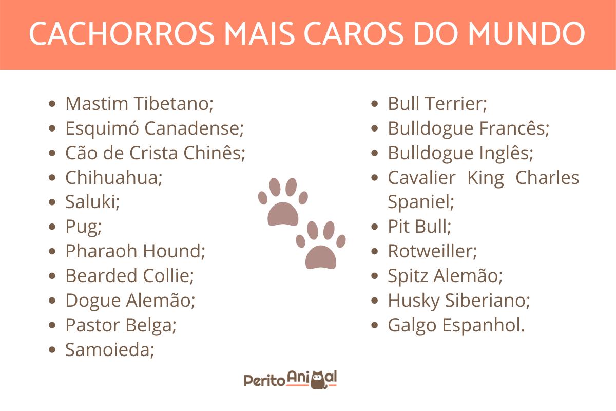 20 raças de cachorro mais caras do mundo