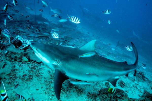 Tudo sobre tubarões - 2. Existem tubarões que vivem em água doce