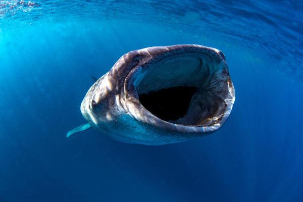 Tudo sobre tubarões - 3. Têm dietas extremas