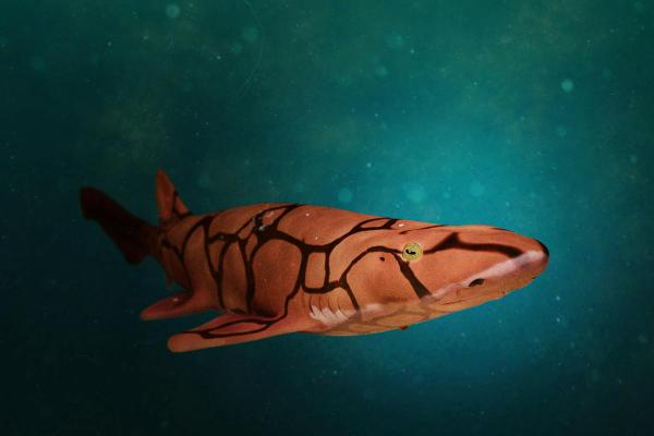 Tudo sobre tubarões - 7. Existem tubarões biofluorescentes