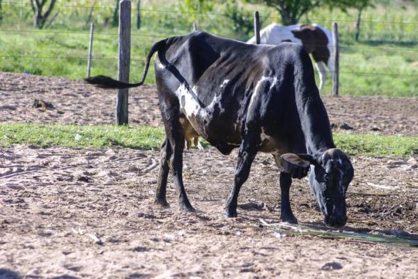 Tuberculose bovina - Causas e sintomas - Sintomas da tuberculose bovina