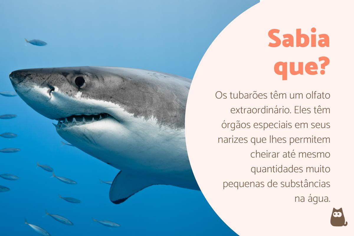 Tudo sobre tubarões
