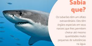 Tudo sobre tubarões