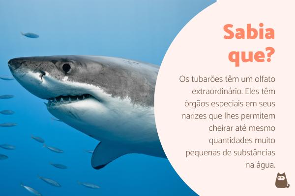 Tudo sobre tubarões