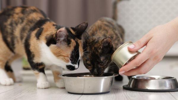 Quanta ração úmida um gato pode comer por dia? - Benefícios de incluir a ração úmida na dieta do seu gato