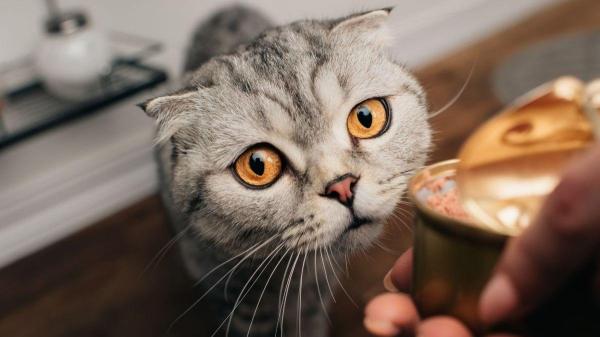 Quanta ração úmida um gato pode comer por dia? - É saudável oferecer ração úmida todos os dias?