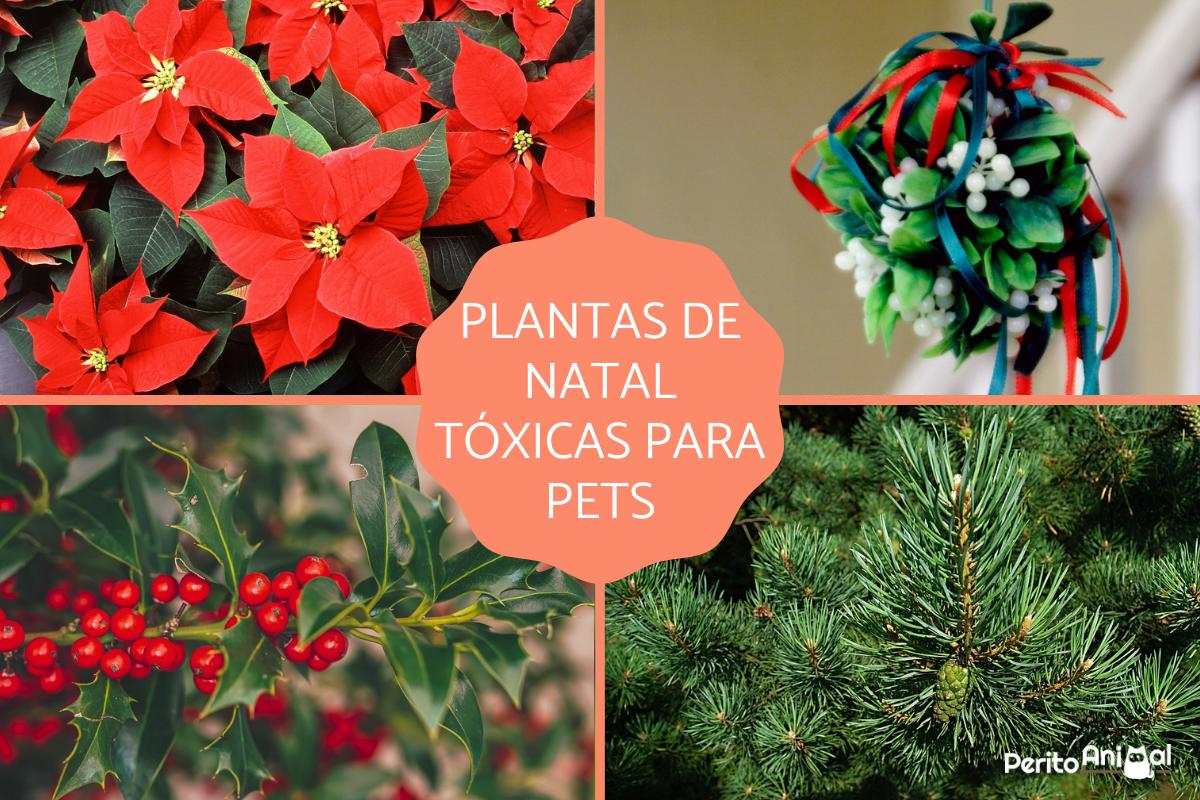 Plantas de Natal tóxicas para gatos e cães