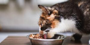 Quanta ração úmida um gato pode comer por dia?