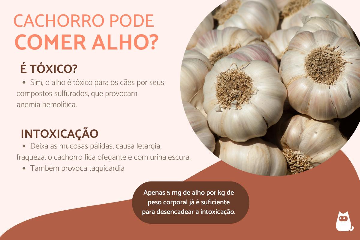 Cachorro pode comer alho?