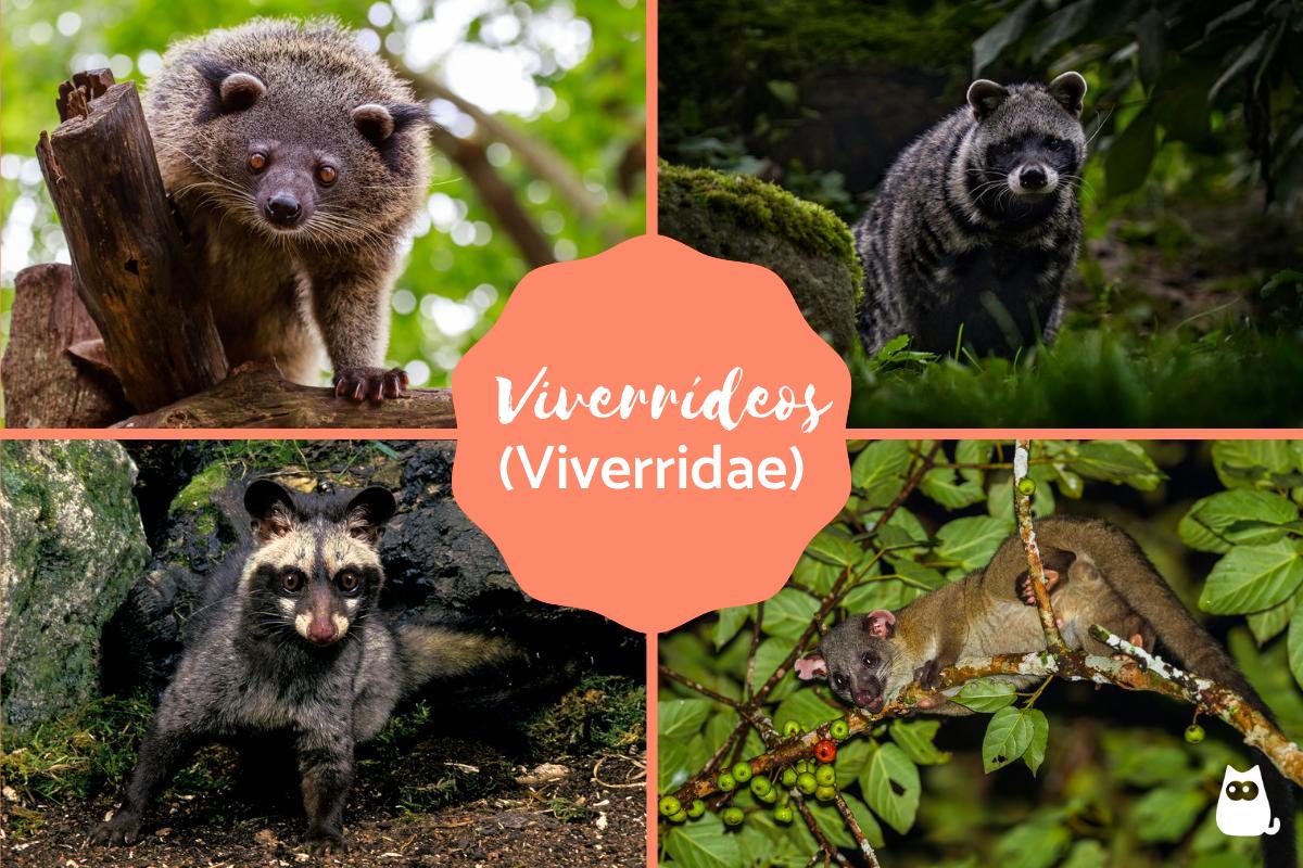 Viverrídeos (Viverridae) - Características, espécies e distribuição