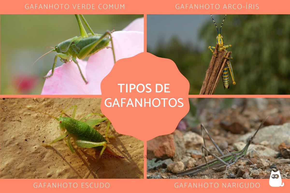 Tipos de gafanhotos