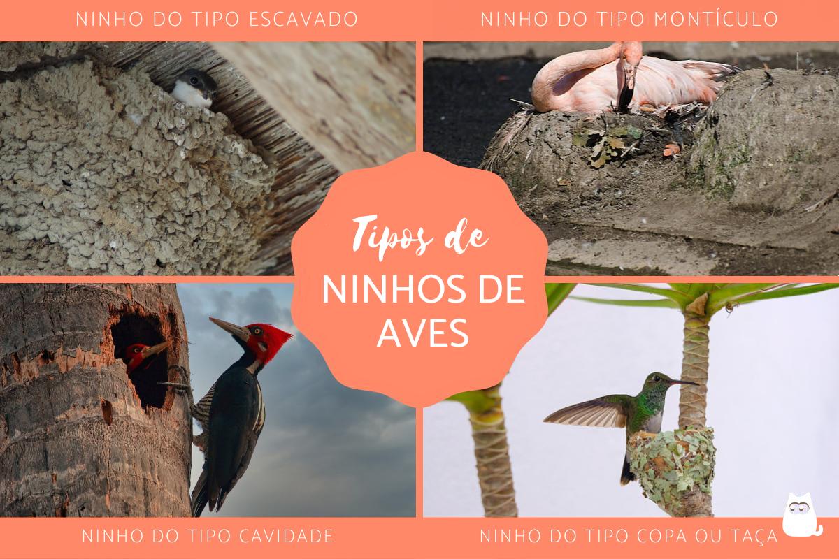 Tipos de ninhos de aves