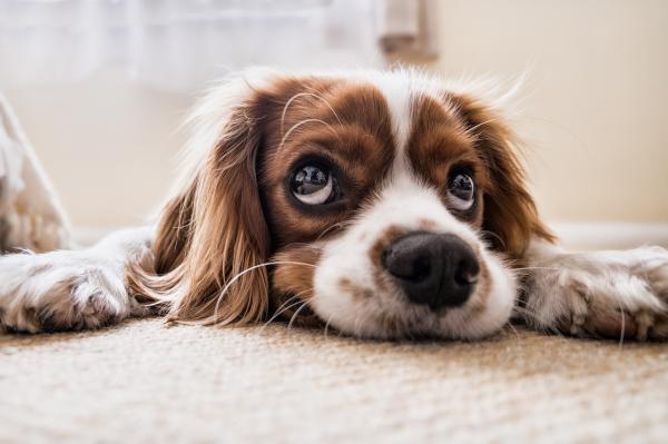 Depois da tosa meu cachorro ficou estranho: causas