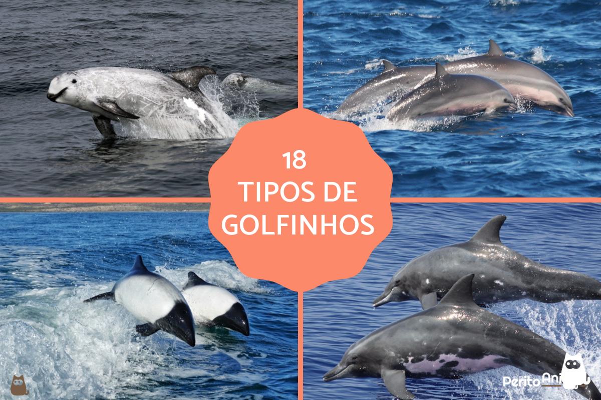 Tipos de golfinhos