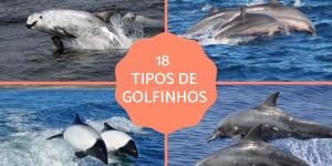 Tipos de golfinhos