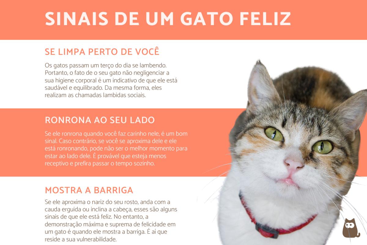 Como saber se o gato está feliz?