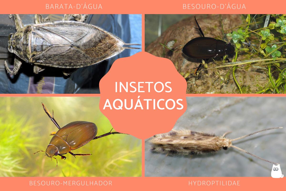 Insetos aquáticos - Tipos, características e exemplos