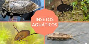Insetos aquáticos - Tipos, características e exemplos