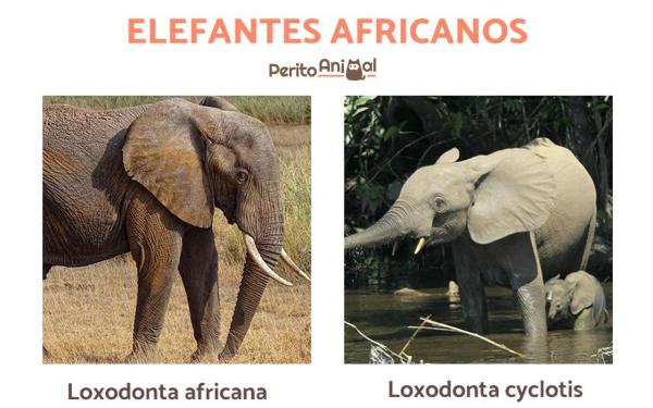 Tipos de elefantes e suas características - Tipos de elefantes africanos