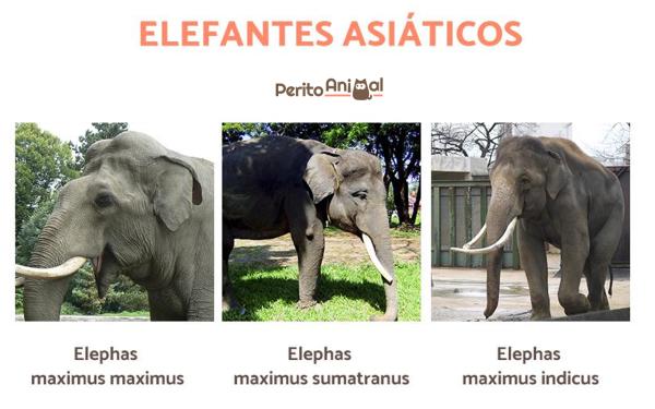 Tipos de elefantes e suas características - Tipos de elefantes asiáticos