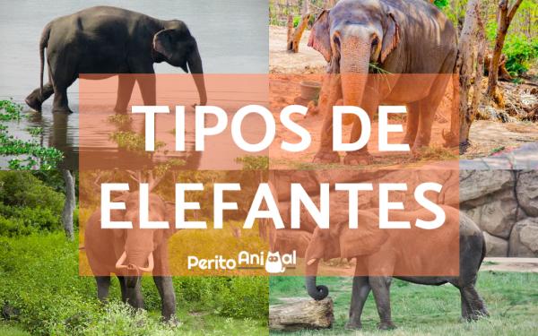 Tipos de elefantes e suas características