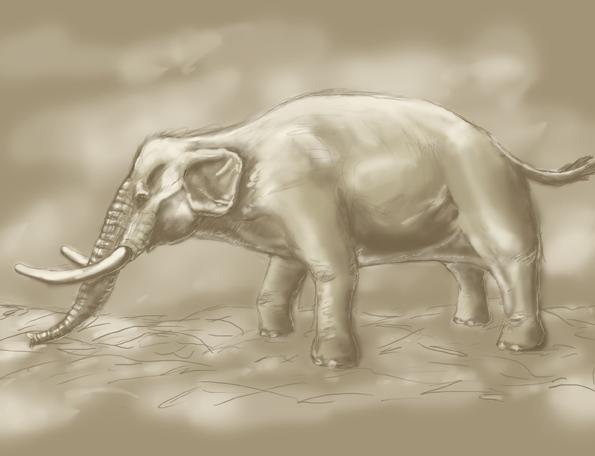Tipos de elefantes e suas características - Tipos de elefantes extintos