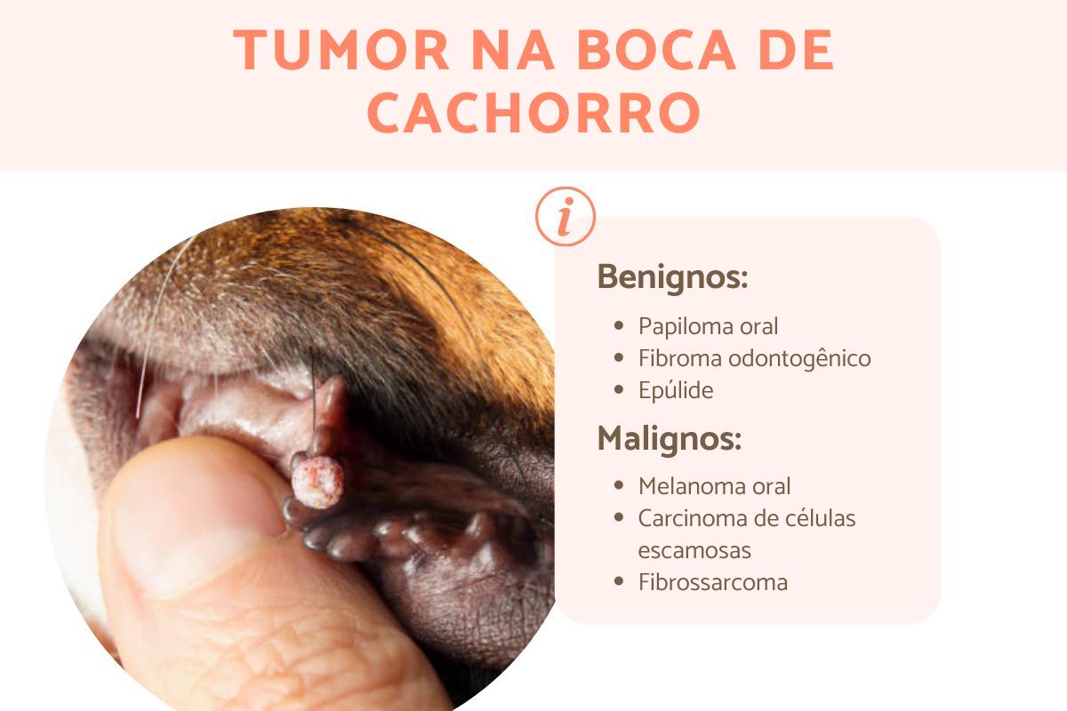 Tumor na boca de cachorro: tipos e tratamento