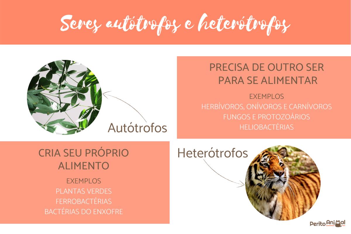 Seres autótrofos e heterótrofos